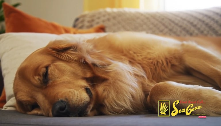 Comfort’s Guide to Keeping Pets Cool in the Florida Heat